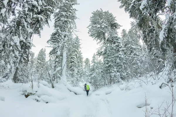 Glückliches Touristenmädchen mit Rucksack spaziert im Winterwald zwischen großen Bäumen — Stockfoto