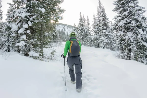 Glad turist tjej med en ryggsäck går i en vinter skog bland stora träd — Stockfoto