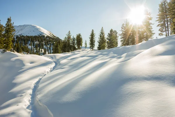 Winterwald in den Bergen, ein Pfad zwischen weißen Schneeverwehungen — Stockfoto