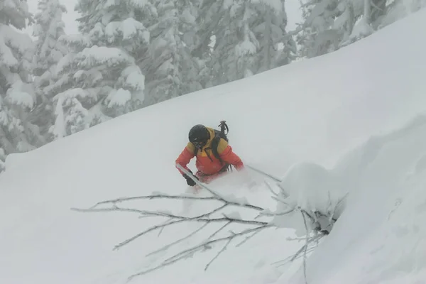 freerider rides in powder snow among the trees in the snow