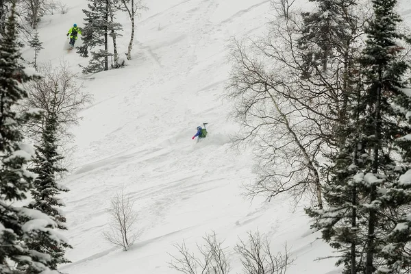 freerider rides in powder snow among the trees in the snow