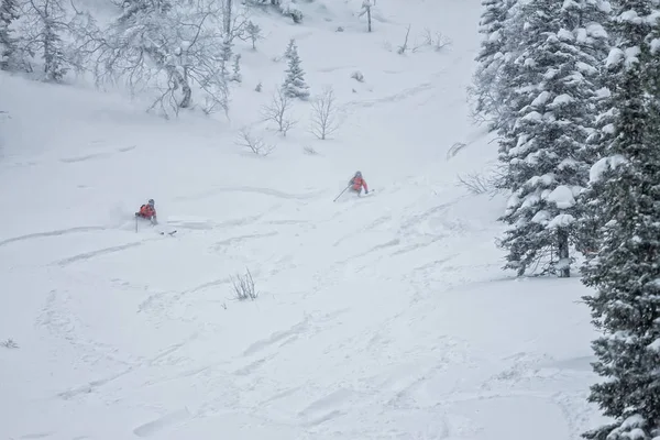 Freerider Rider Pudersnö Bland Träden Snön — Stockfoto