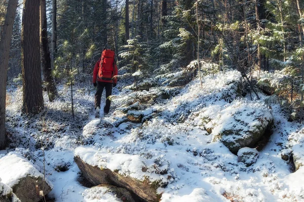 Hiker with a red backpack walks through a snowy winter forest among coniferous trees along a trail — Stock Photo, Image