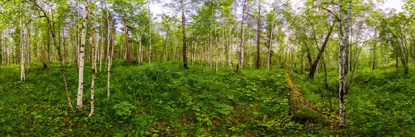 夏天白杨树树干中的绿桦树林。球面全景360vr 免版税图库照片