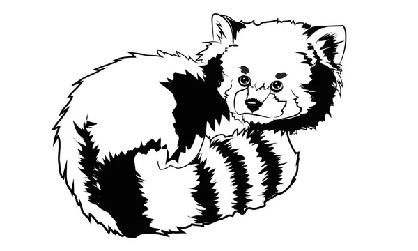 Vector geïllustreerd portret van Rode Panda ook wel Red Beer-Ca — Stockvector