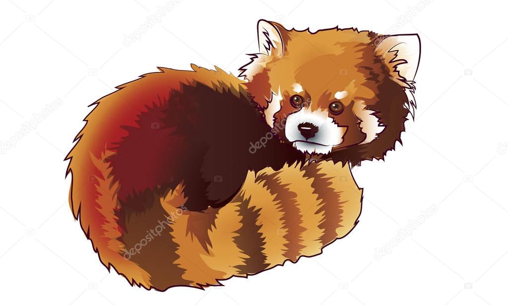 Vector Illustrated Portrait of Red Panda also called Red Bear-Ca
