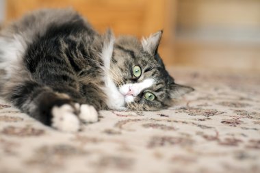 cat lies on the floor. cat lying on the carpet. cat resting on the carpet. cat resting on the floor. cat relaxing on the floor. cat relaxing on the carpet