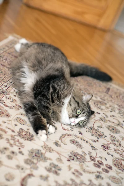 Chat se trouve sur le sol. chat couché sur le tapis. chat reposant sur le tapis. chat reposant sur le sol. chat relaxant sur le sol. chat relaxant sur le tapis — Photo