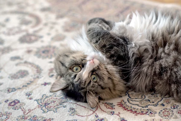 Kočka leží na podlaze. Kočka ležící na koberec. kočka na koberec. kočka na podlaze. relaxační kočka na podlaze. kočka na dovolené na koberec — Stock fotografie