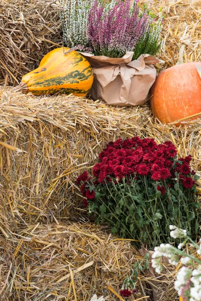 Herfst achtergrond. herfst oogst. herfst motieven achtergrond — Stockfoto