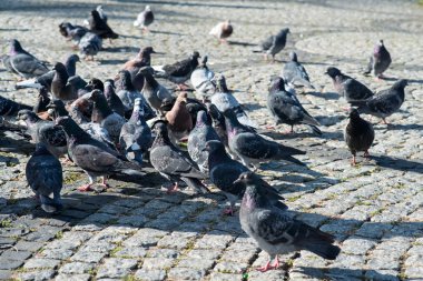 Meydanda güvercinler