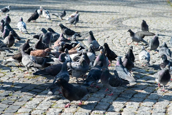 Pombos na praça — Fotografia de Stock