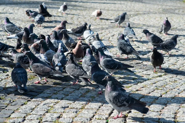 Galambok a téren — Stock Fotó