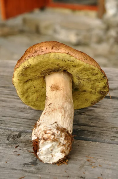 Ceps. Coltivazione di funghi bianchi. Funghi bianchi da vicino. Funghi bianchi sbucciati. Raccogli funghi in montagna — Foto Stock