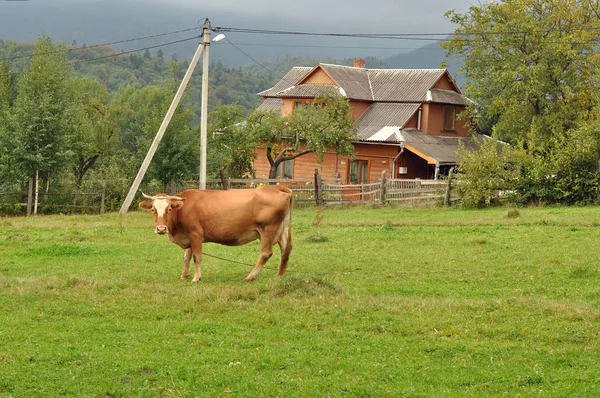 Vaca pastando en el pueblo de montaña — Foto de Stock