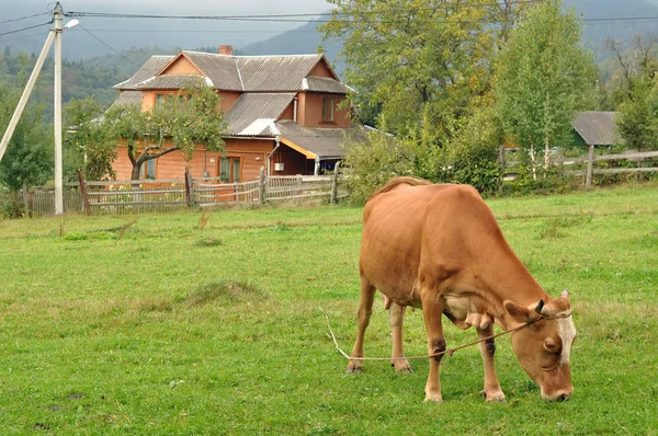 Vaca pastando en el pueblo de montaña — Foto de Stock