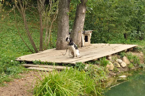 Perro en una cadena cerca del lago — Foto de Stock