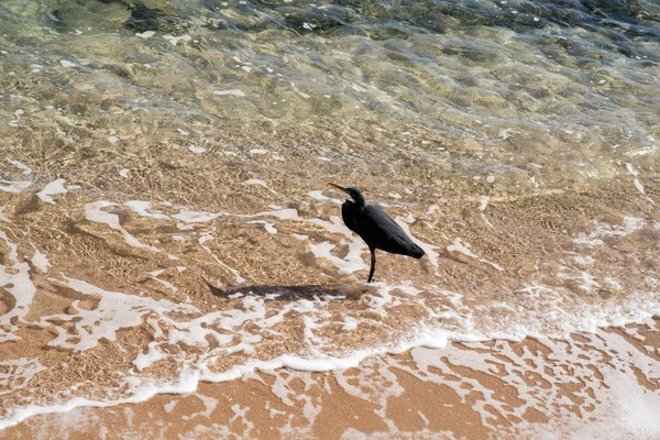 Ptak moczy nogi w Morzu Czerwonym. szczelnie-do góry — Zdjęcie stockowe