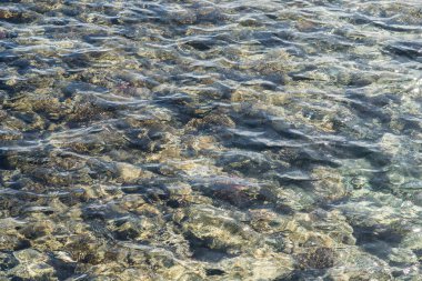 coral reef ve üstten görünüm. mercan Kızıldeniz doku