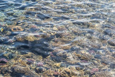 coral reef ve üstten görünüm. mercan Kızıldeniz doku