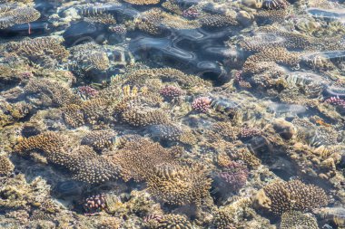 coral reef ve üstten görünüm. mercan Kızıldeniz doku