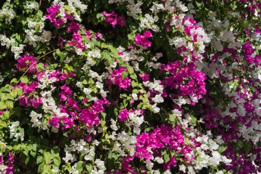 çiçek güzel arka plan 