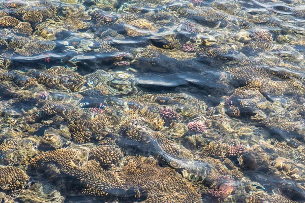 Вид сверху на коралловый риф. коралловый риф в текстуре красного моря — стоковое фото