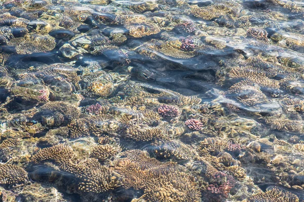 Top view of coral reef. coral reef in the red sea texture — Stock Photo, Image