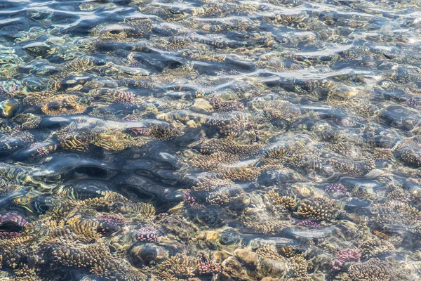 Pemandangan atas terumbu karang. terumbu karang dalam tekstur laut merah — Stok Foto