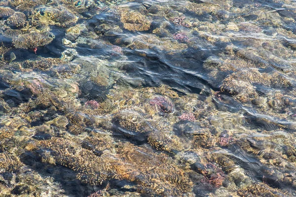 Blick von oben auf das Korallenriff. Korallenriff im Roten Meer — Stockfoto