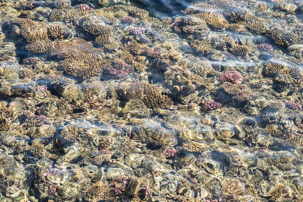 Blick von oben auf das Korallenriff. Korallenriff im Roten Meer — Stockfoto