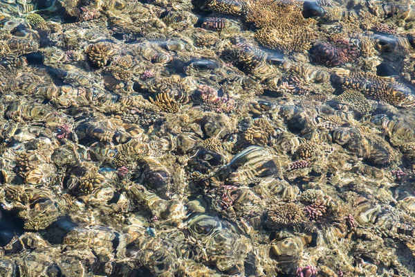 Blick von oben auf das Korallenriff. Korallenriff im Roten Meer — Stockfoto