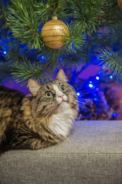 Chat et arbre de Noël — Photo