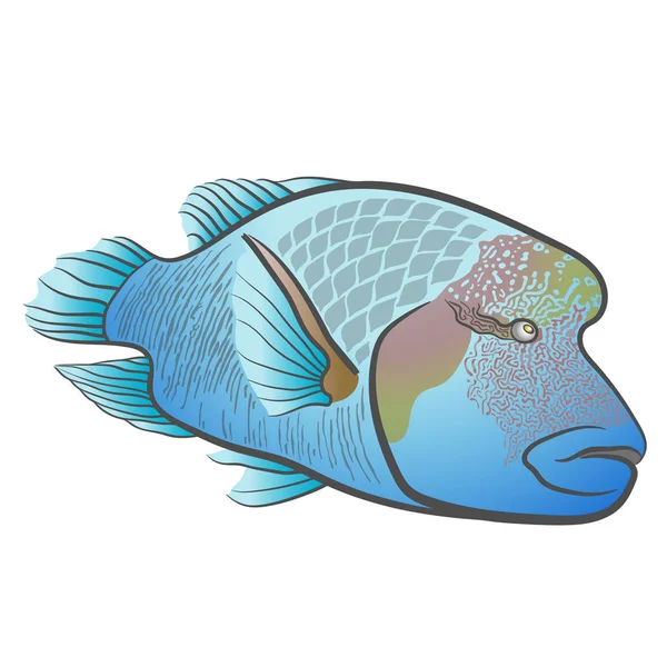 Cheilinus undulatus. Napoleon fish. Humphead wrasse. — Stock Vector