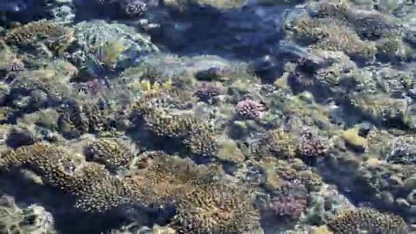 Верхний вид кораллового рифа с рыбой. коралловый риф в текстуре красного моря. кормление рыб в Красном море — стоковое видео