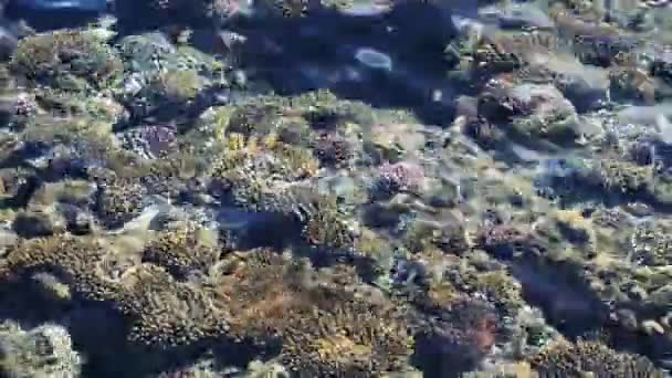 Blick von oben auf Korallenriff mit Fischen. Korallenriff im roten Meer. Fütterung der Fische im Roten Meer — Stockvideo