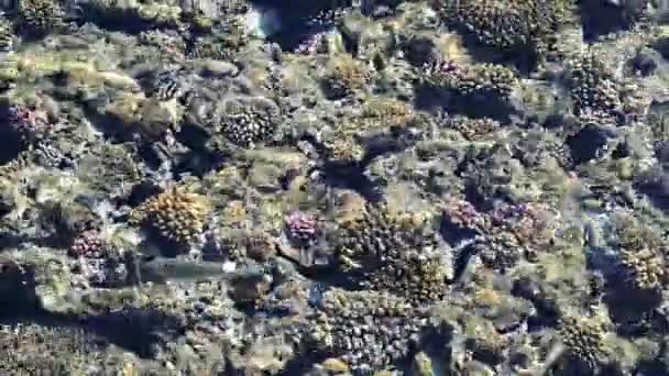 Vista dall'alto della barriera corallina con pesci. barriera corallina nella consistenza del mare rosso. nutrire i pesci nel mare rosso — Video Stock