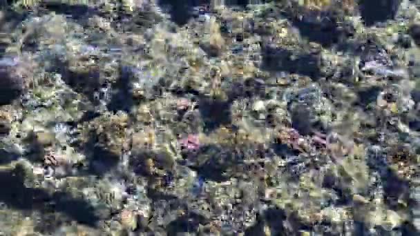 Karmienia ryb w Morzu Czerwonym. kolorowe ryby pływać w pobliżu korale — Wideo stockowe
