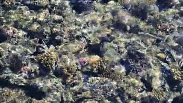 Nourrir les poissons dans la mer rouge. poissons colorés nagent près des coraux — Video
