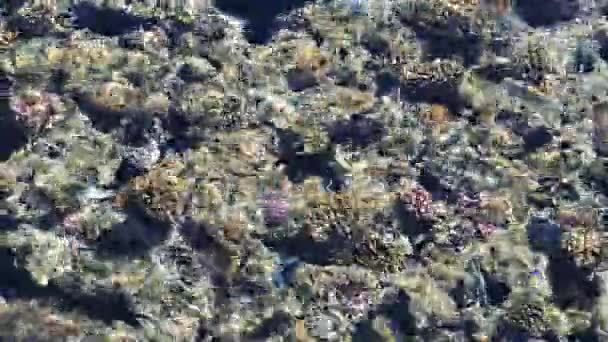 Nourrir les poissons dans la mer rouge. poissons colorés nagent près des coraux — Video