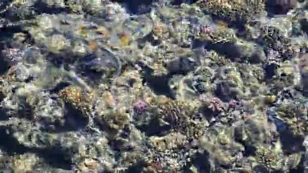 Nutrire i pesci nel mare rosso. pesci colorati nuotare vicino ai coralli — Video Stock