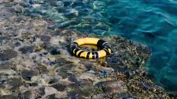 Garis hidup di laut merah dekat terumbu karang — Stok Video