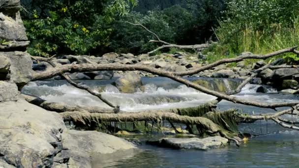 Pequena montanha pequeno rio prontamente corre em pedras — Vídeo de Stock