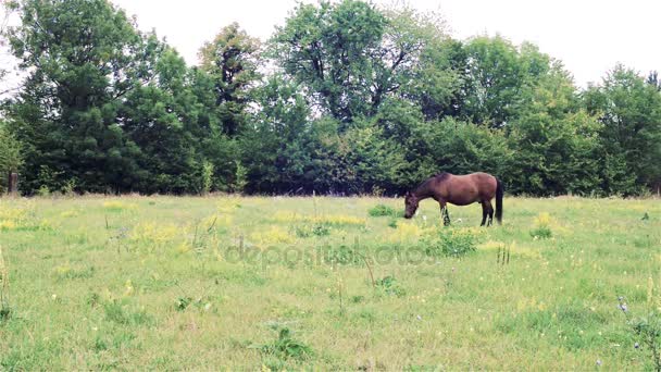 Caballo marrón pastos al aire libre. hermoso caballo en el pasto — Vídeo de stock