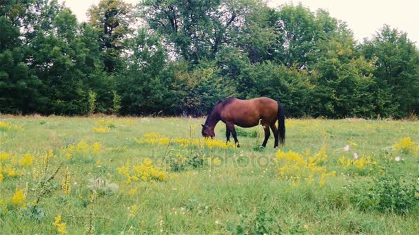 Caballo marrón pastos al aire libre. hermoso caballo en el pasto — Vídeo de stock