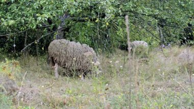 koyun otlatma. koyun sürüsü üzerinde yeşil bir alana grazes. Yakın çekim sürüsü, koyun yemek çimen ağaçlar yakınındaki