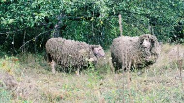 koyun otlatma. koyun sürüsü üzerinde yeşil bir alana grazes. Yakın çekim sürüsü, koyun yemek çimen ağaçlar yakınındaki