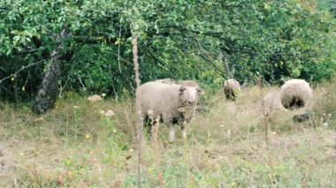 koyun otlatma. koyun sürüsü üzerinde yeşil bir alana grazes. Yakın çekim sürüsü, koyun yemek çimen ağaçlar yakınındaki