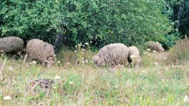 koyun otlatma. koyun sürüsü üzerinde yeşil bir alana grazes. Yakın çekim sürüsü, koyun yemek çimen ağaçlar yakınındaki