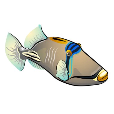 Picasso triggerfish. Beyaz arka plan üzerinde izole balık